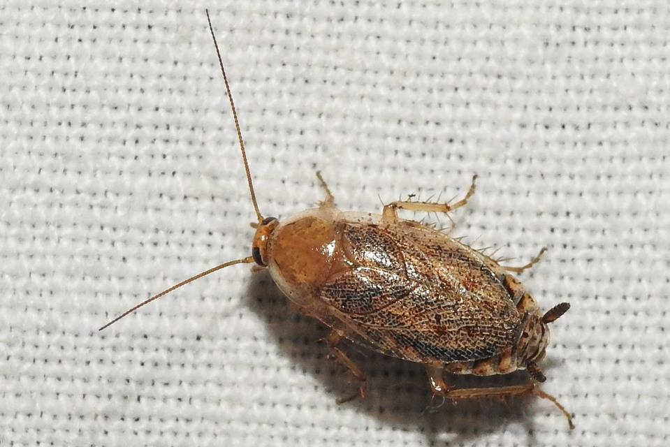 Ectobius erythronotus - sárgatorú erdeicsótány