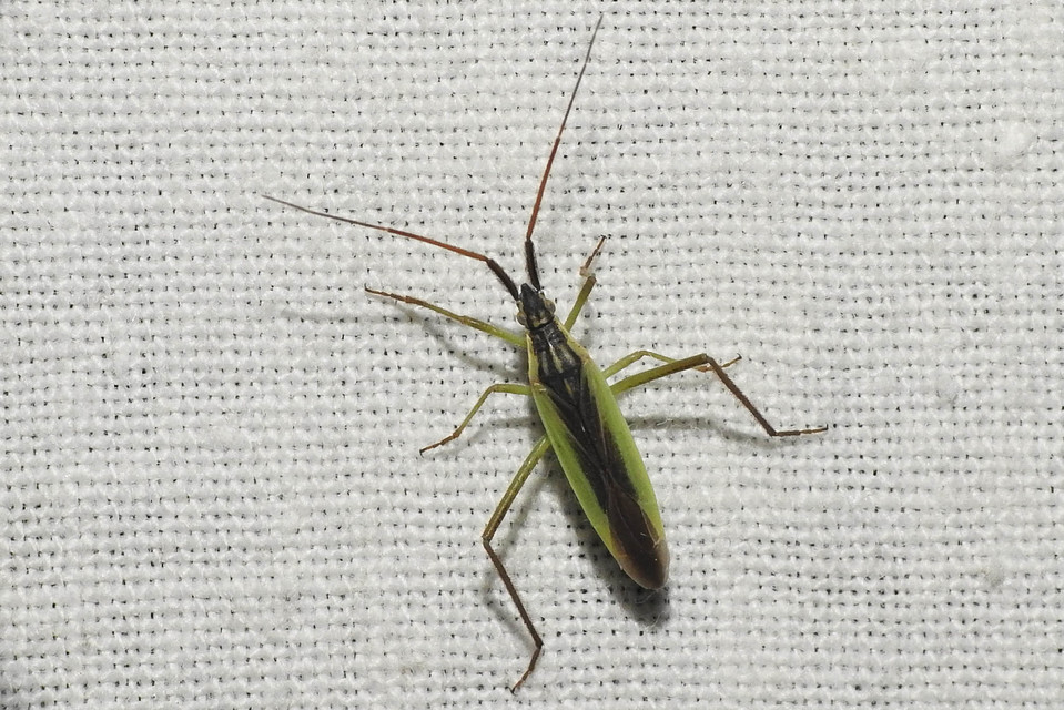 Notostira