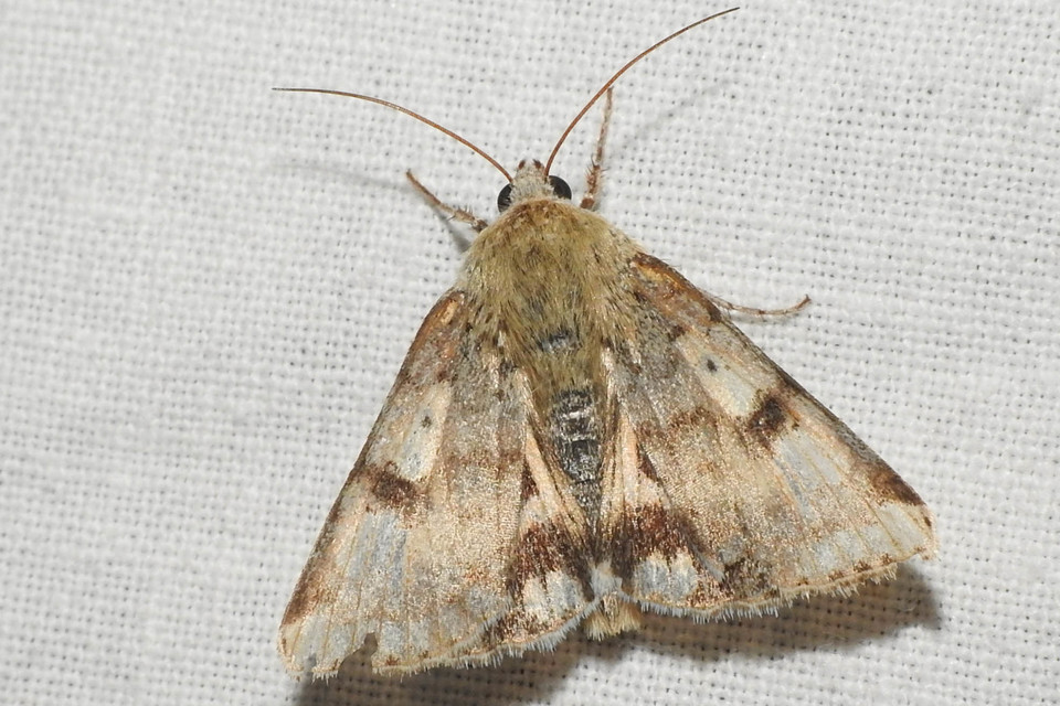 Heliothis adaucta - somkóróbagoly