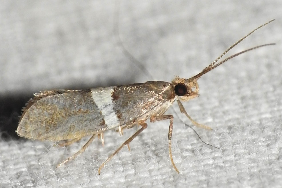 Eidophasia messingiella - kakukktormamoly