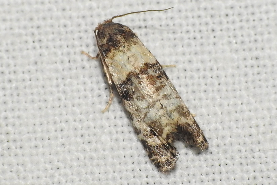 Phtheochroa pulvillana - spárgaszár-fúrómoly
