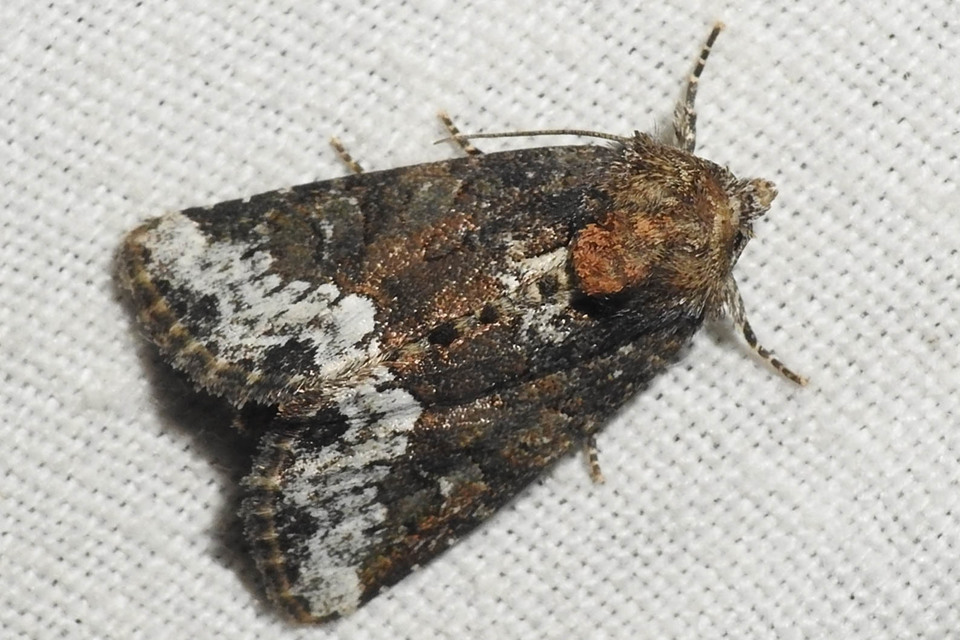 Oligia strigilis - kormos dudvabagoly