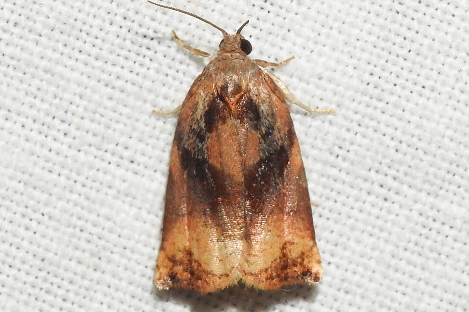 Archips podana - dudvarágó sodrómoly