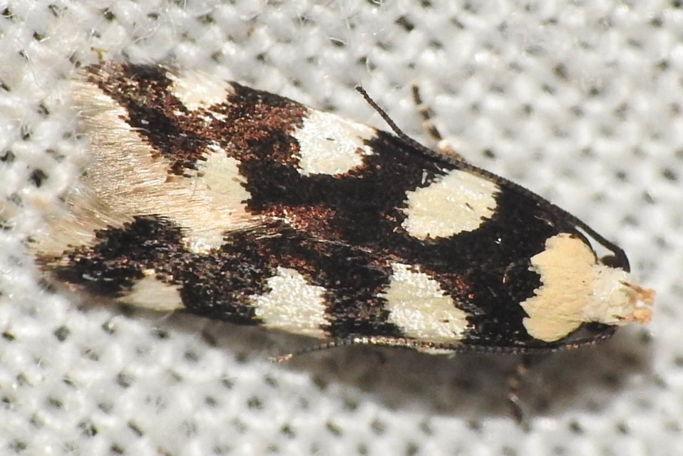 Pseudotelphusa tessella - sóskafamoly