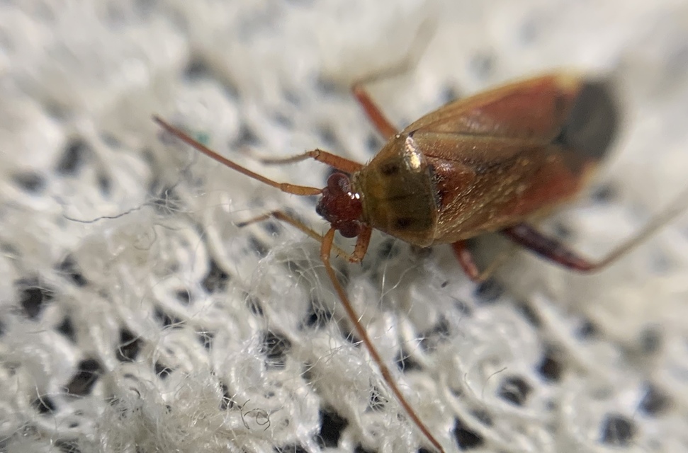Adelphocoris ticinensis