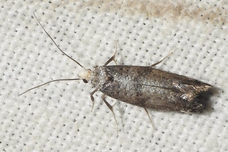 Yponomeutidae - pókhálós-molyfélék