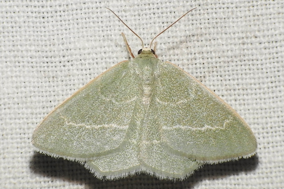 Chlorissa viridata - üdezöld araszoló