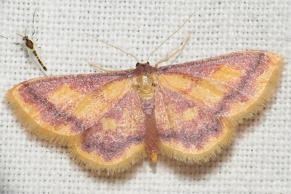 Idaea muricata - mocsári pirosaraszoló