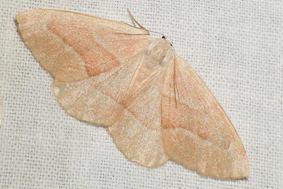 Hylaea fasciaria - erdeifenyő-sávosaraszoló