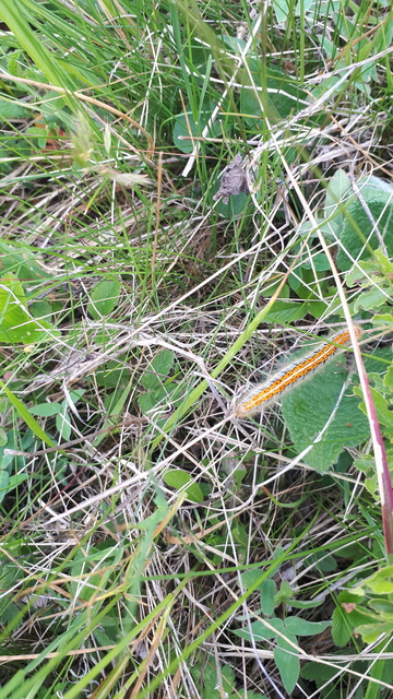 Malacosoma castrensis - kutyatejszövő