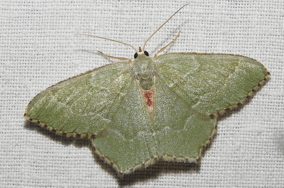 Hemithea aestivaria - nyír-zöldaraszoló