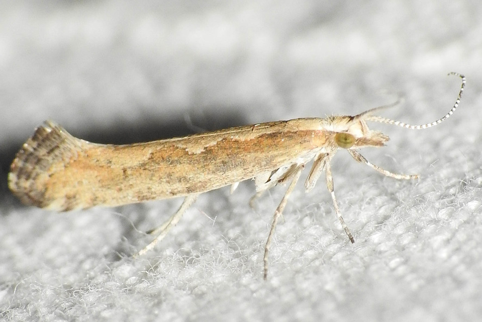 Plutella xylostella - káposztamoly