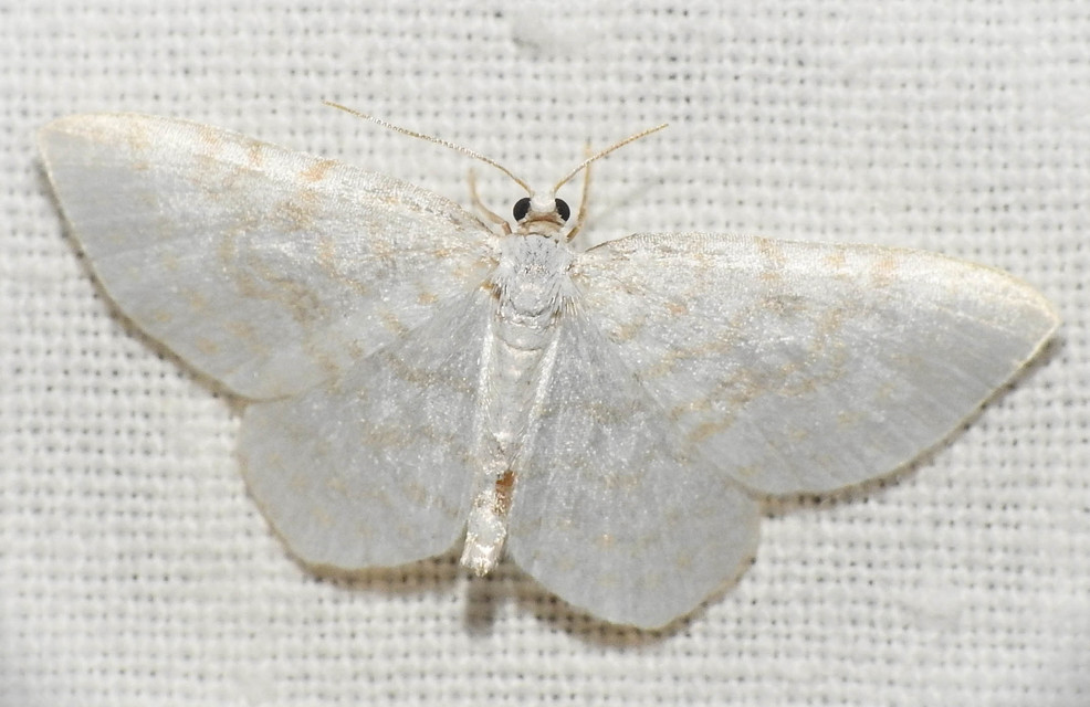 Asthena albulata - gyertyán-fehéraraszoló