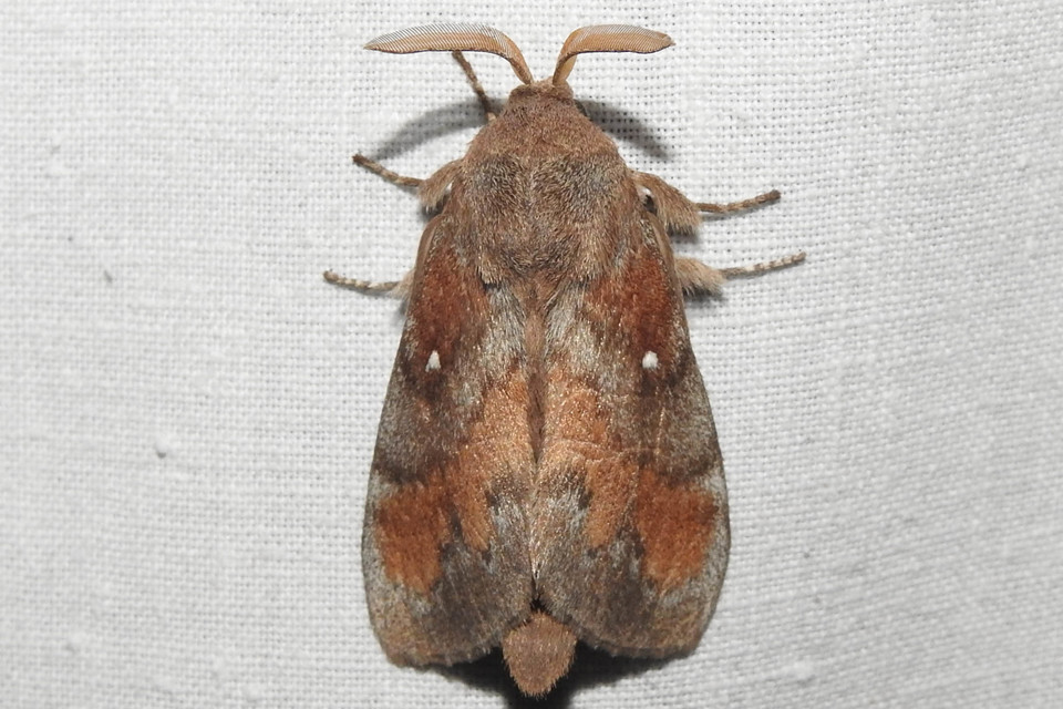 Dendrolimus pini - fenyőpohók
