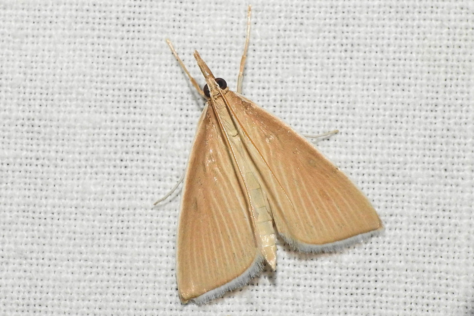 Sclerocona acutellus - hegyesszárnyú tűzmoly