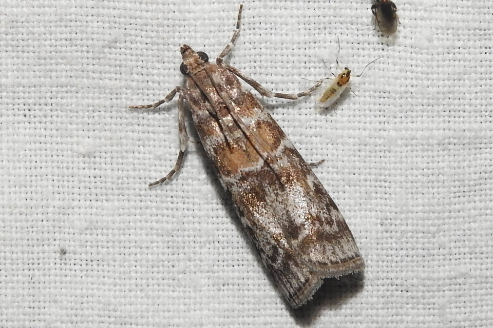Dioryctria