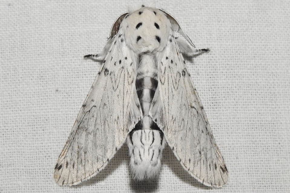 Cerura erminea - hermelin-púposszövő