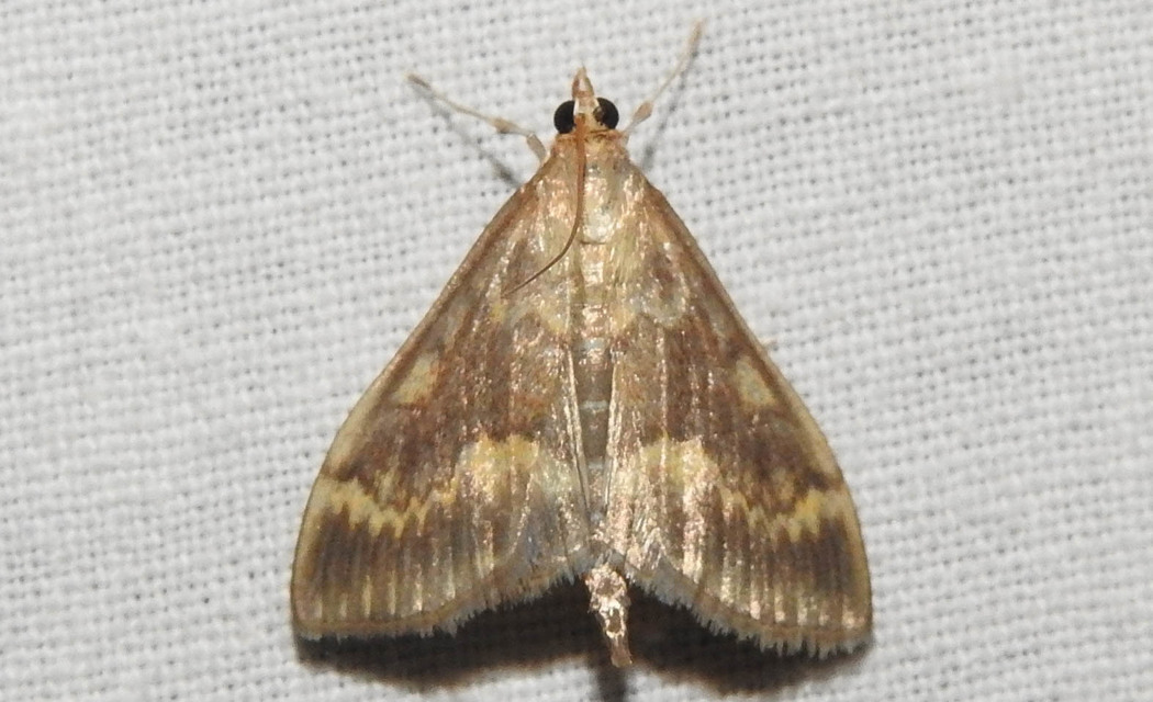 Ostrinia nubilalis - kukoricamoly