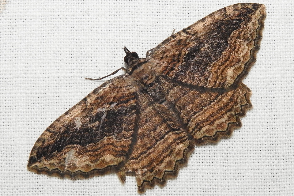 Philereme transversata - varjútövis-araszoló