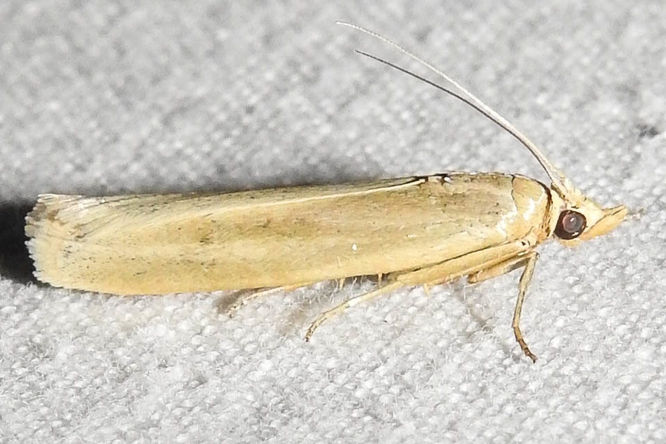 Selagia argyrella - ezüstös karcsúmoly
