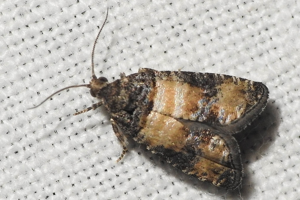 Piniphila bifasciana - tobozrágó tükrösmoly