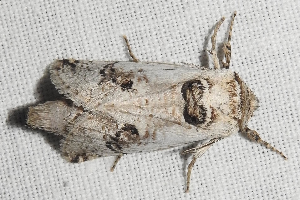 Parahypopta caestrum - spárgalepke