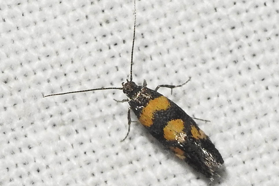 Chrysoesthia sexguttella - aranyfoltos sarlósmoly