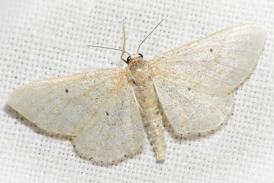 Idaea biselata - mocsári sávosaraszoló