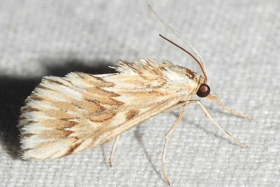 Cynaeda dentalis - gyakori ciframoly
