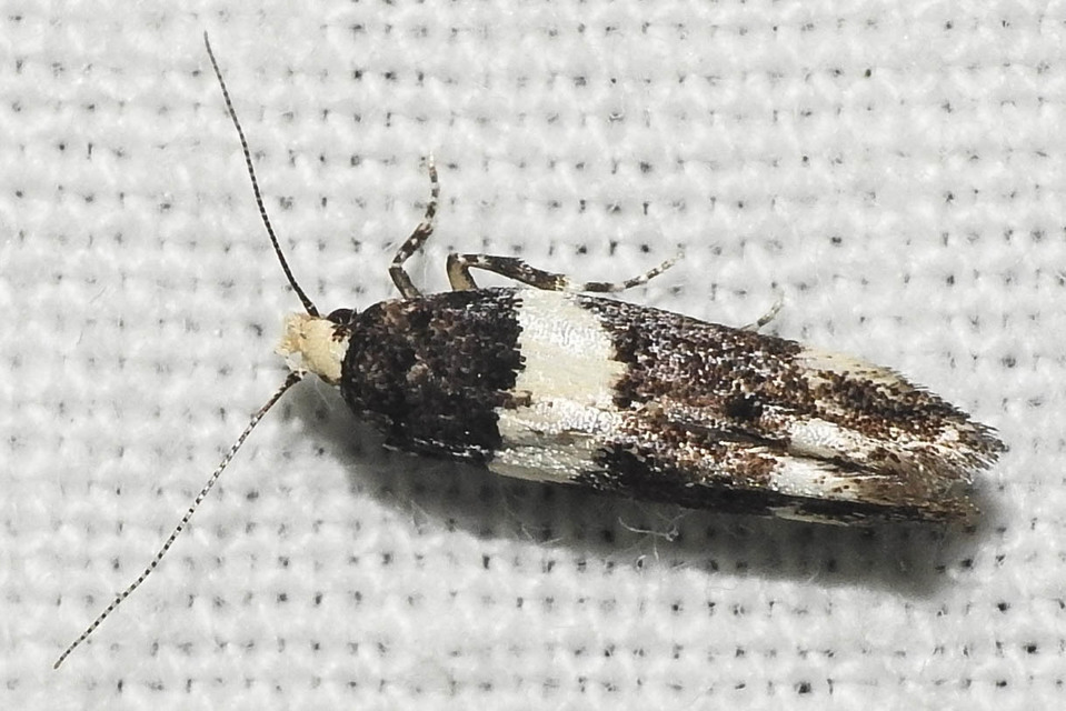Recurvaria leucatella - nagy vörös-rügysodrómoly