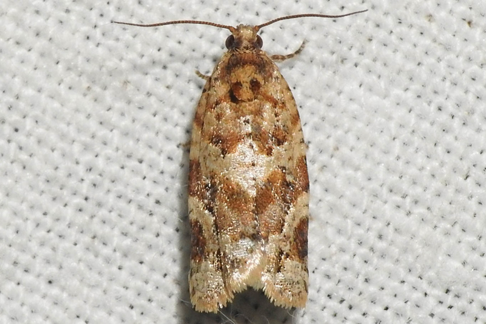 Argyrotaenia ljungiana - ékes sodrómoly