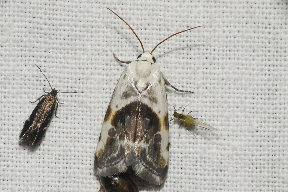 Ponometia candefacta - parlagfűbagoly