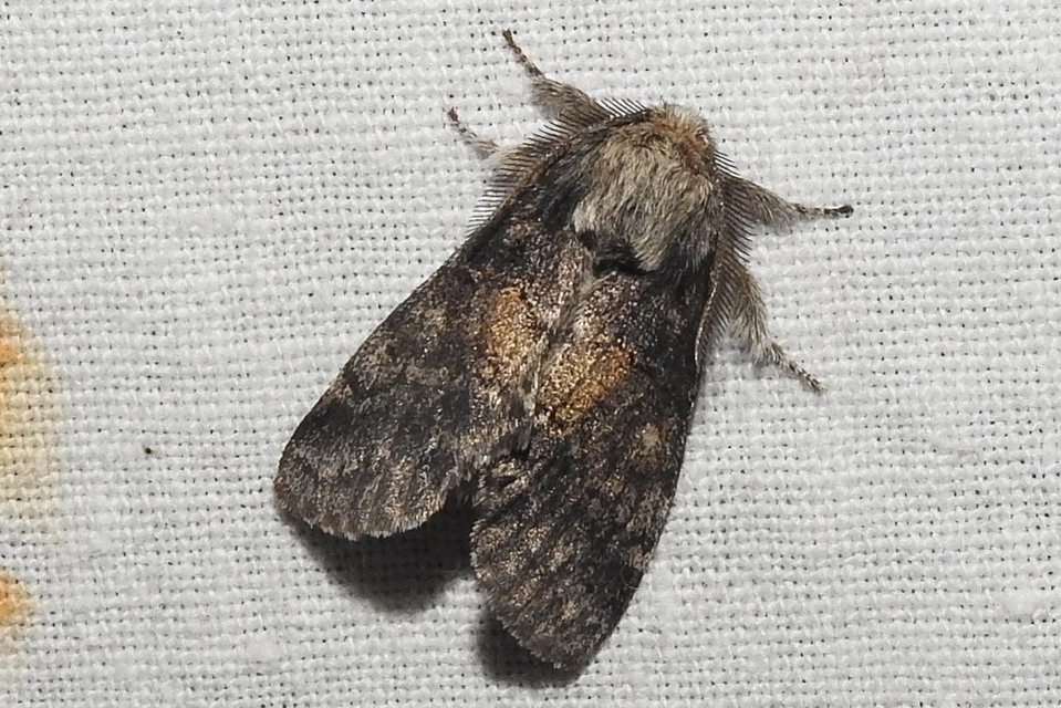Gluphisia crenata - kormos púposszövő