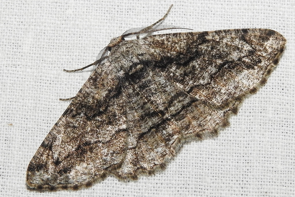 Synopsia sociaria - ürömaraszoló