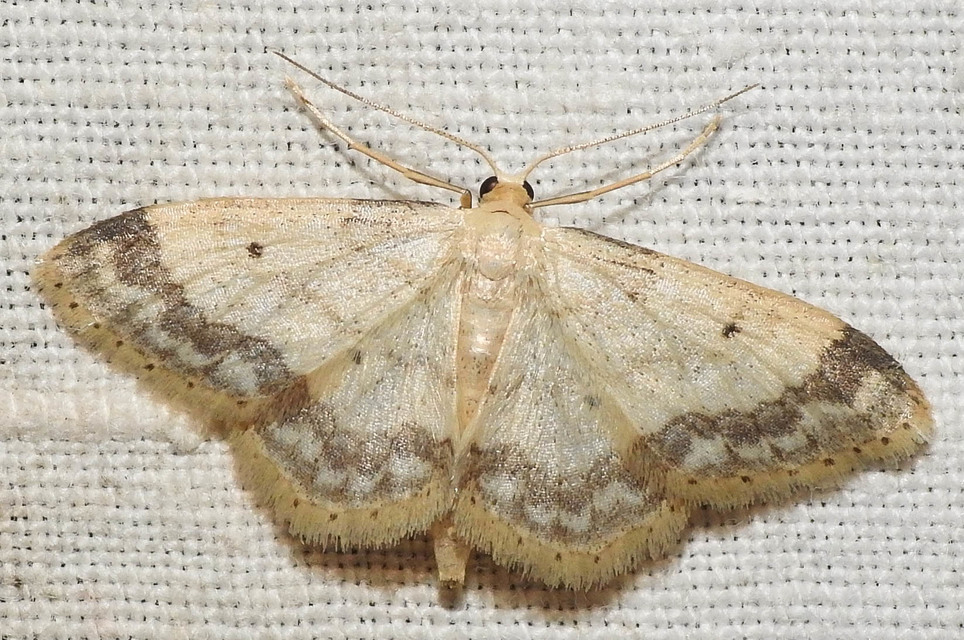 Idaea biselata - mocsári sávosaraszoló
