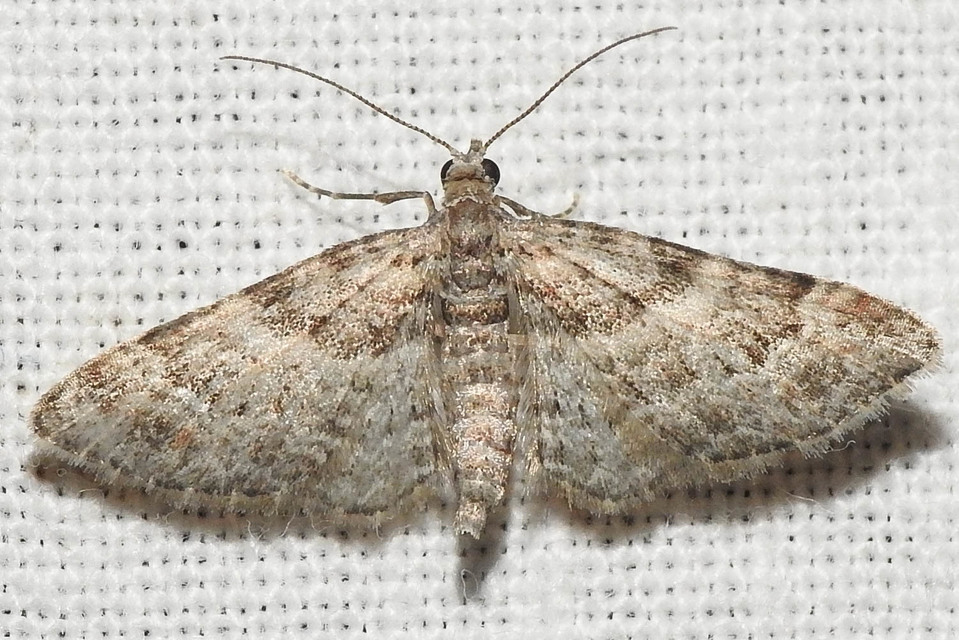 Gymnoscelis rufifasciata - vöröscsíkos törpearaszoló