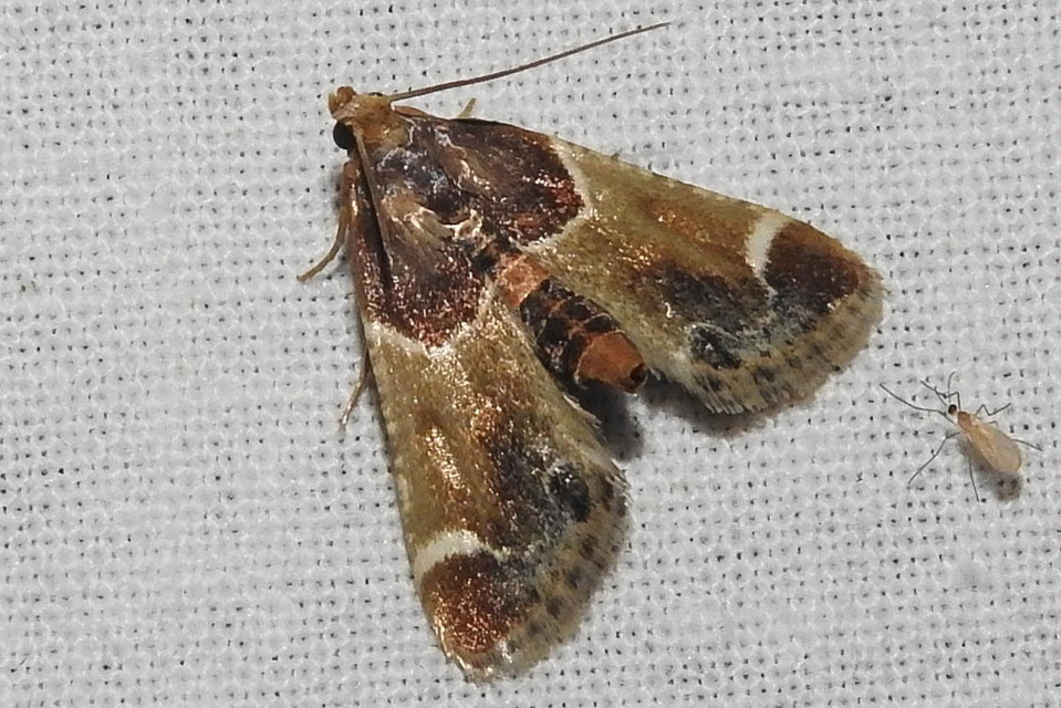 Pyralis farinalis - lisztilonca