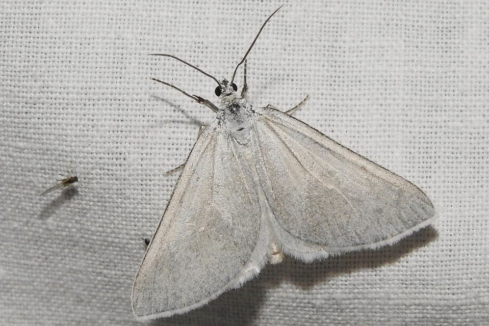 Lithostege griseata - szürke araszoló