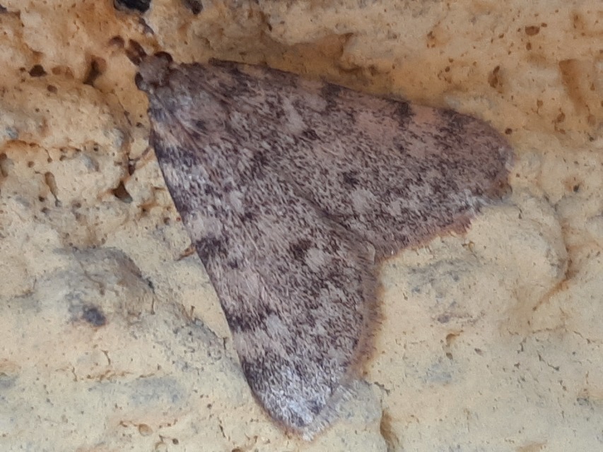Aglossa pinguinalis - zsiradékmoly