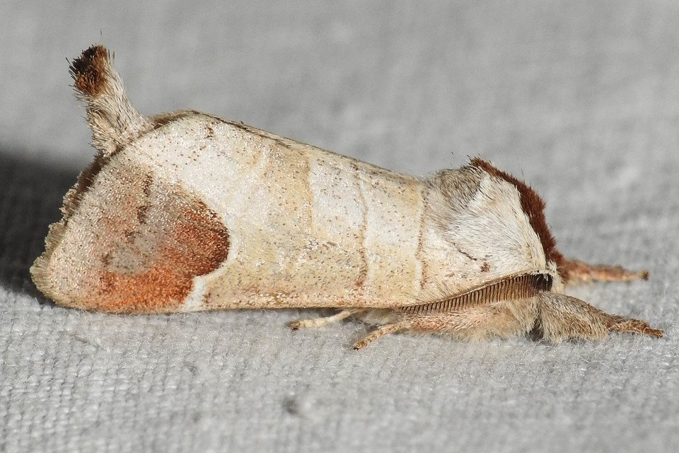 Clostera curtula - rövidszárnyú levélszövő