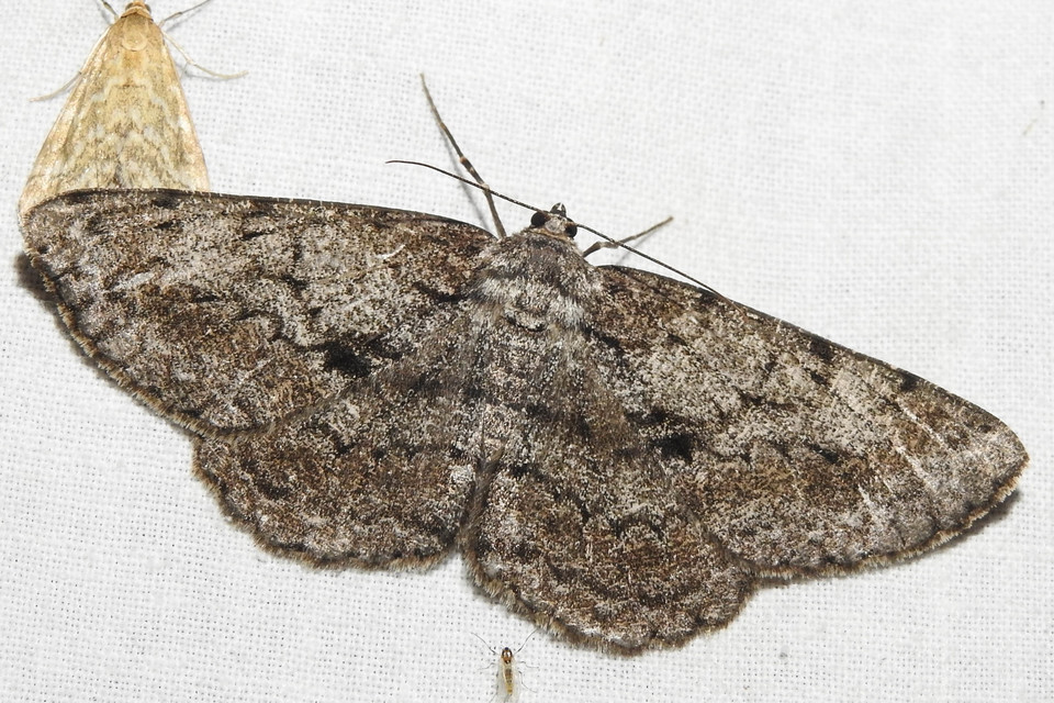 Hypomecis roboraria - nagy tölgyfaaraszoló