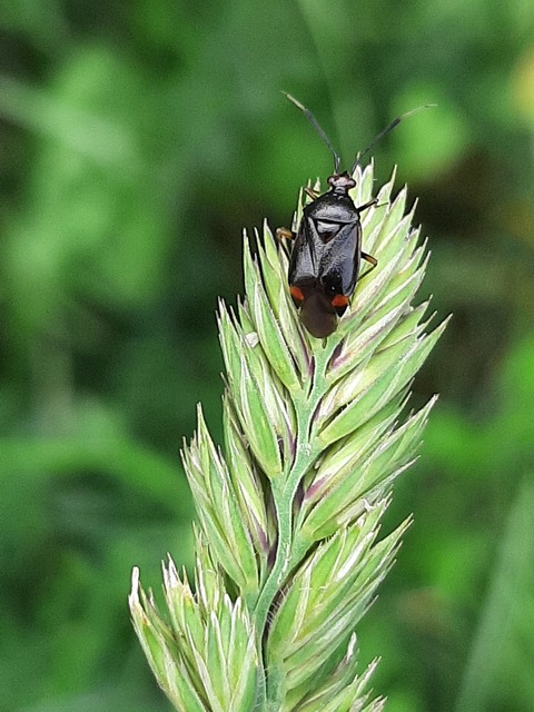Deraeocoris ruber - vöröses mezeipoloska