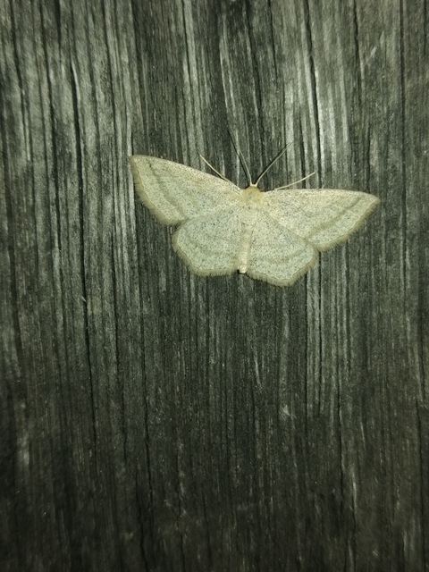 Scopula virgulata - vesszős sávosaraszoló