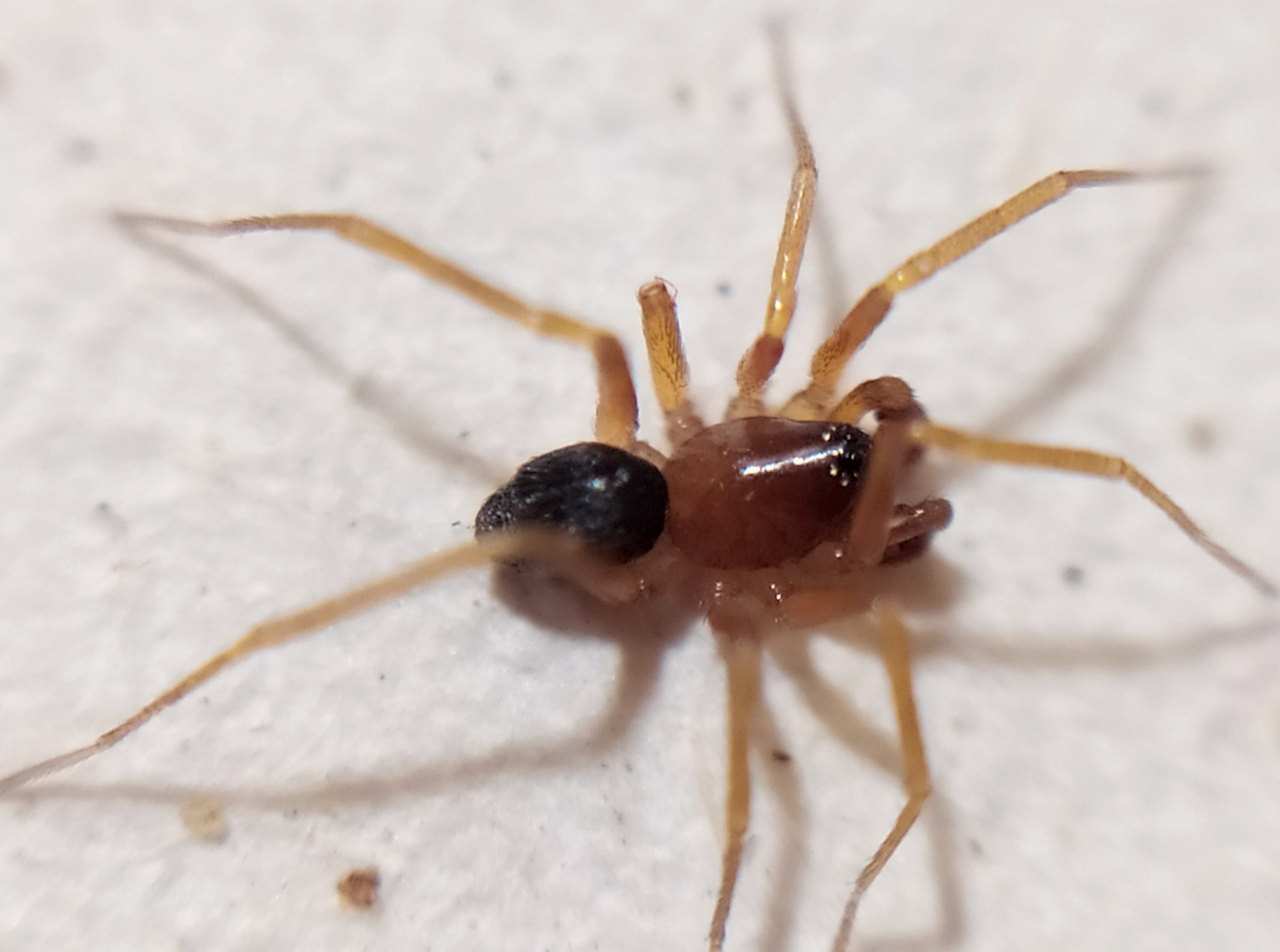 Zodarion rubidum
