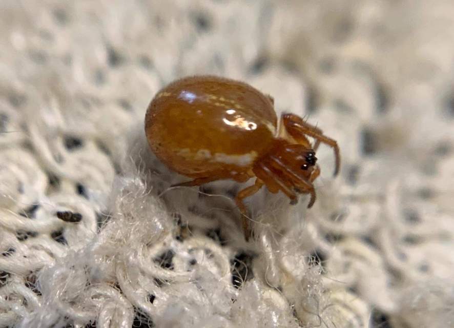 Hypsosinga sanguinea - vérszínű keresztespók