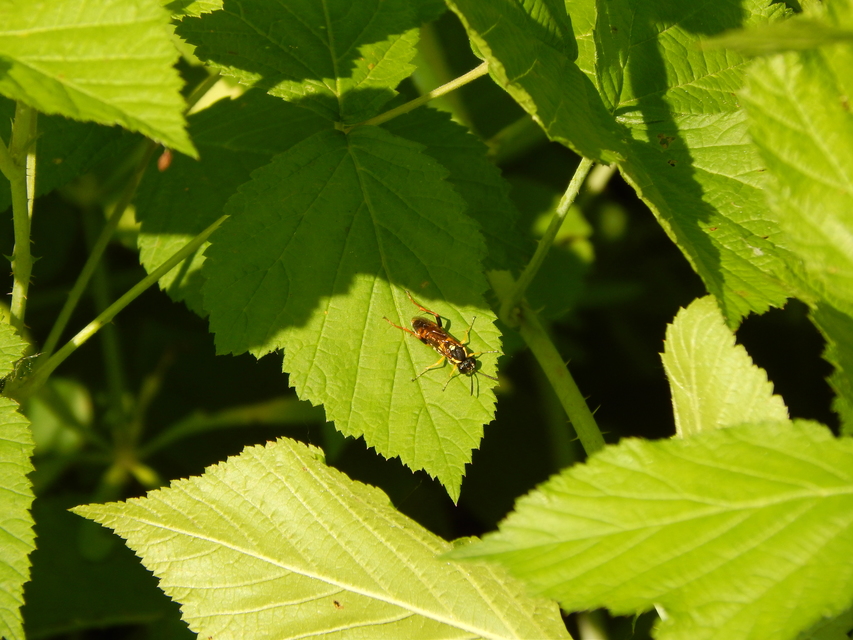 Tenthredinidae - valódi levéldarazsak Tenthredinidae - valódi levéldarazsak