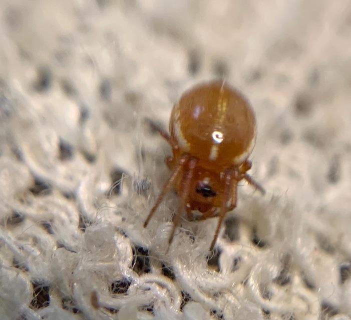 Hypsosinga sanguinea - vérszínű keresztespók