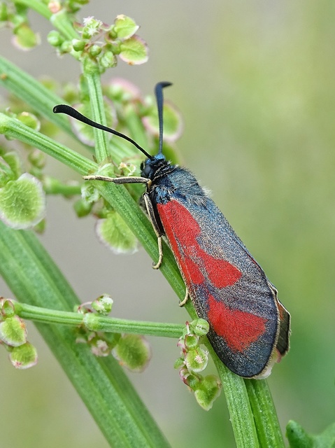 Zygaenidae - csüngőlepkefélék