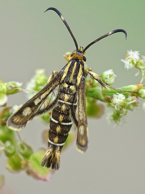 Sesiidae - szitkárfélék