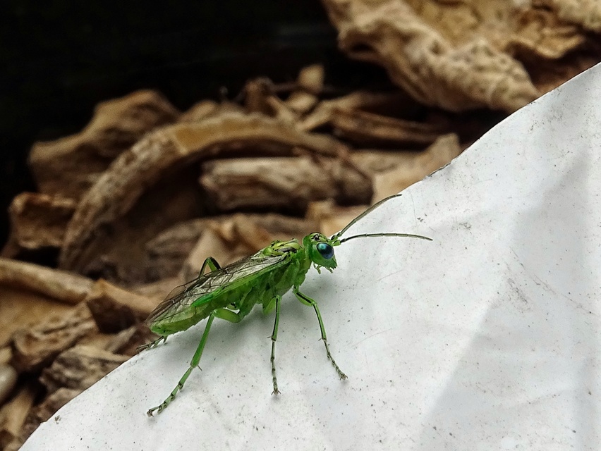 Rhogogaster